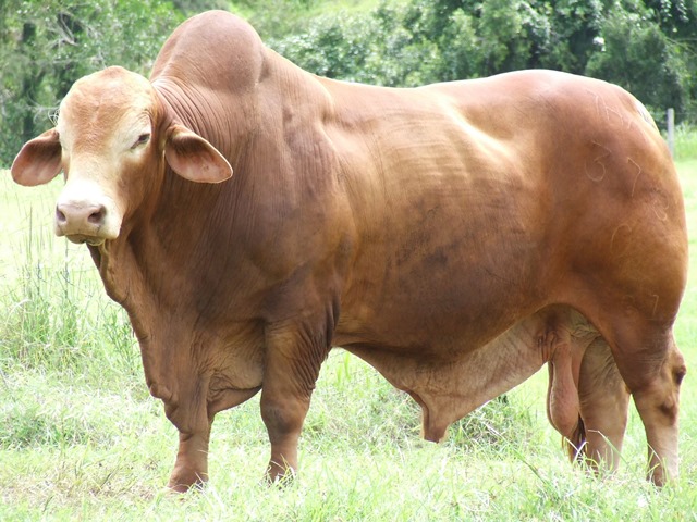 Billabong Jackson